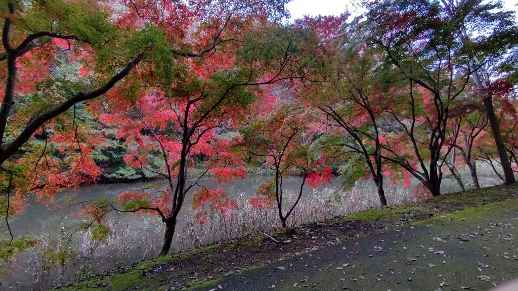 裏から見た紅葉