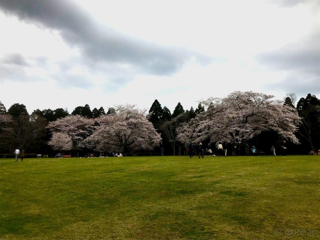 広場と桜