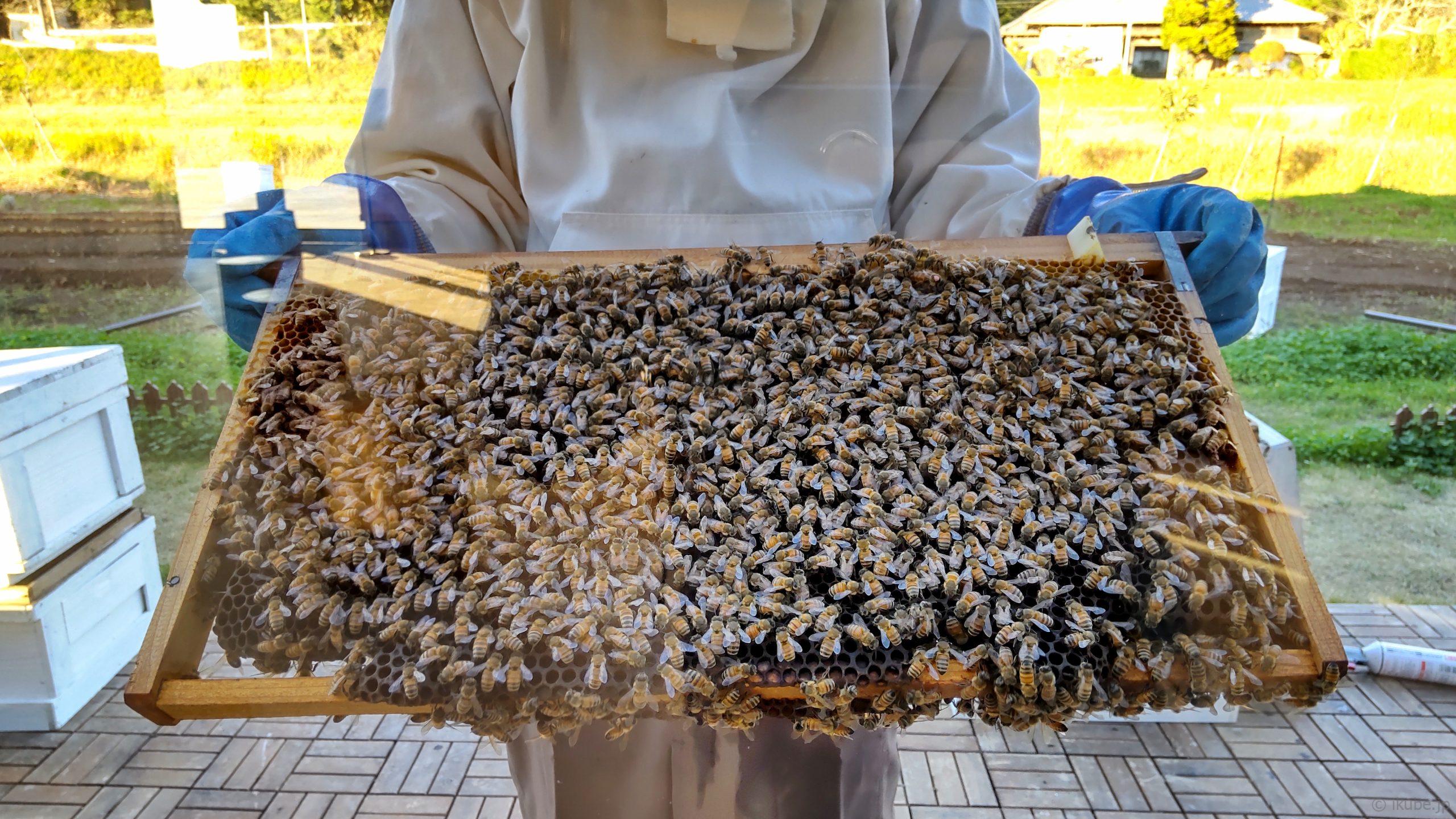 はちみつ工房で蜂蜜採取 千葉いくべ